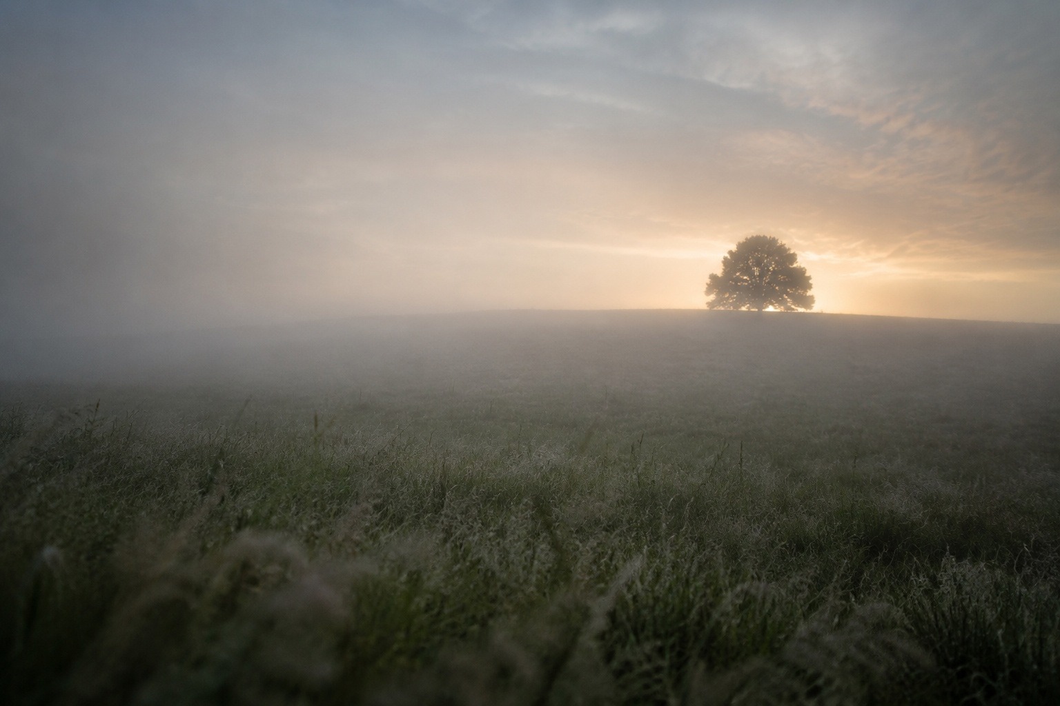Weite Wiese im Frühnebel mit einem einzelnen Baum am Horizont im Gegenlicht der aufgehenden Sonne, Symbolbild für Klarheit, die sich aus der Unruhe herausschält