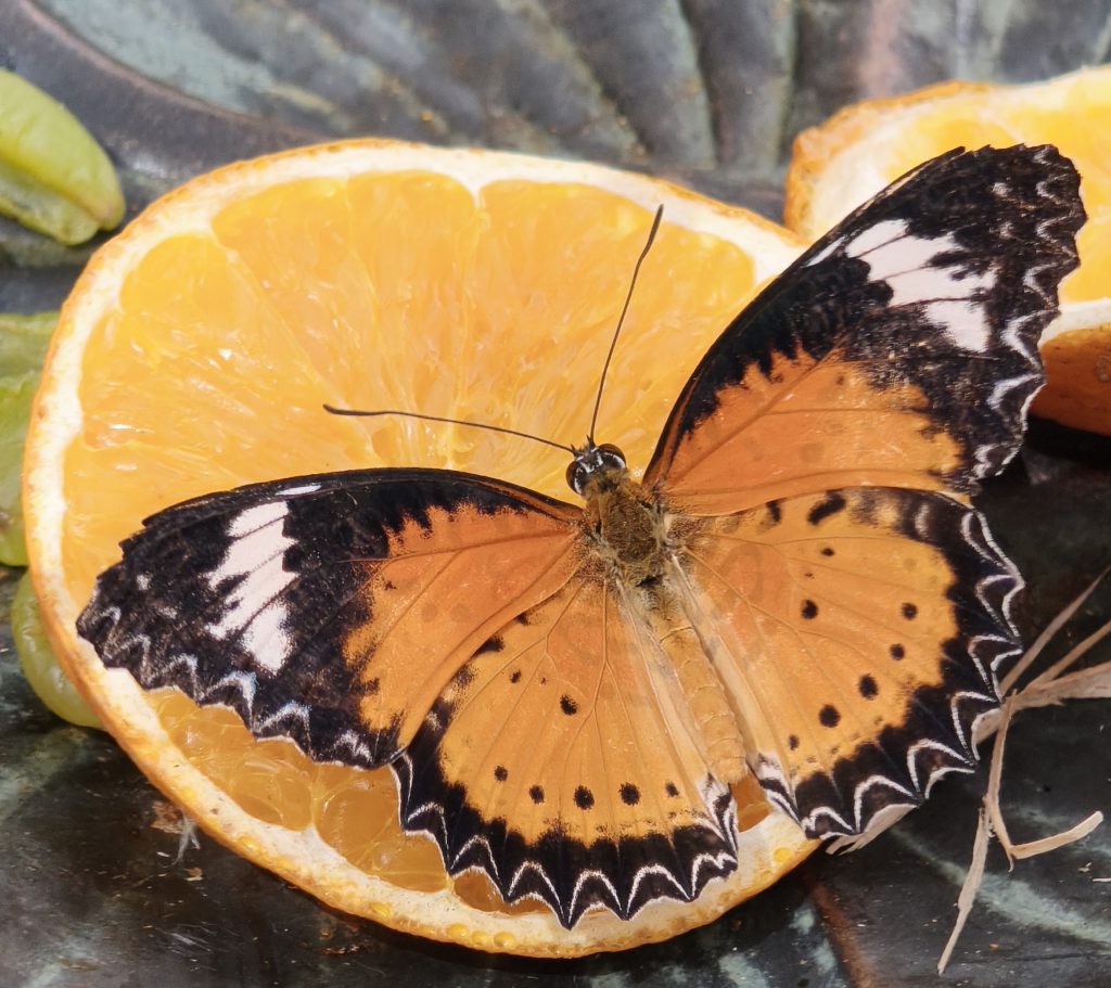 Schmetterling mit ausgebreiteten Flügeln, Symbolbild für Verwandlung und einen Weg, der seine eigene Zeit braucht