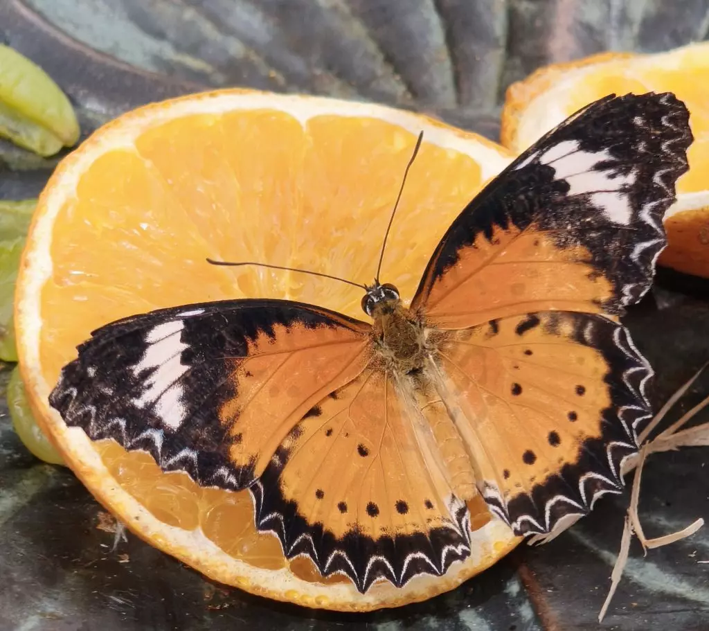 Schmetterling mit ausgebreiteten Flügeln, Symbolbild für Verwandlung und einen Weg, der seine eigene Zeit braucht